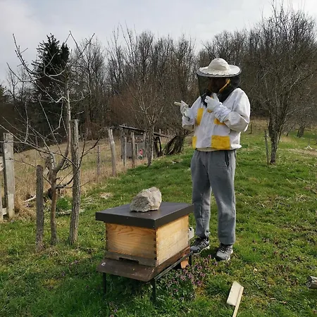 Guest house Sobe Pri Olivi *