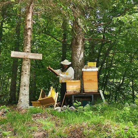 Sobe Pri Olivi Guest house